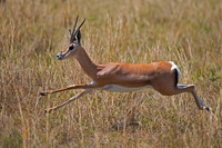 Grants Gazelle