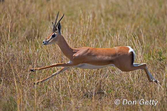 Grants Gazelle