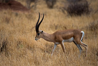 Grants Gazelle