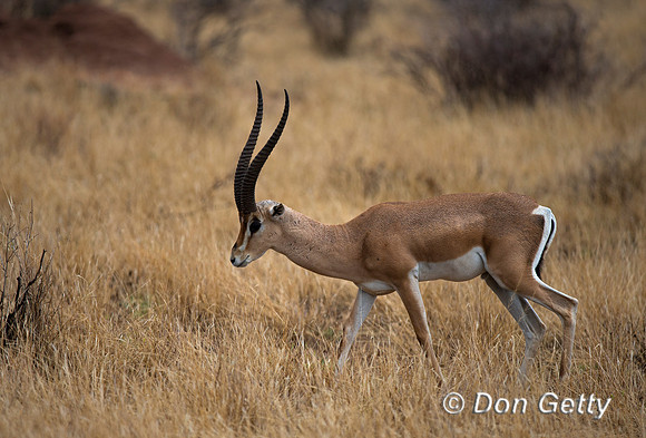 Grants Gazelle