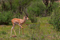 Grants Gazelle