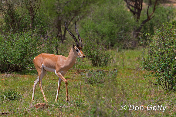 Grants Gazelle