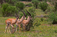 Grants Gazelle