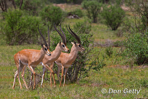 Grants Gazelle