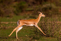Grants Gazelle