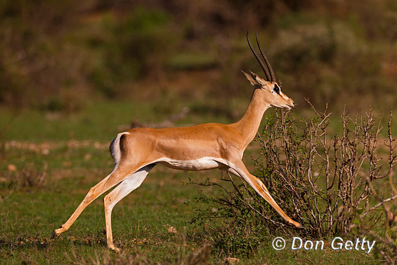 Grants Gazelle