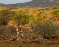 Grants Gazelle