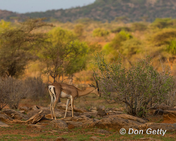 Grants Gazelle
