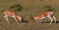 Grants Gazelle