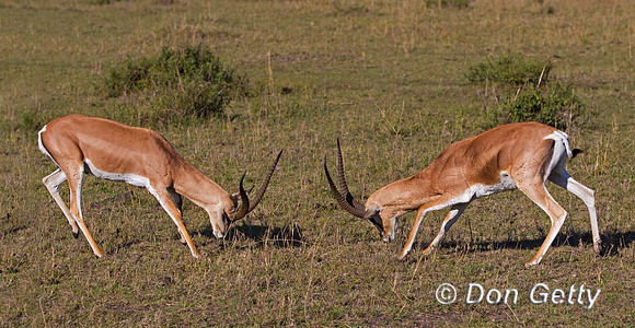 Grants Gazelle