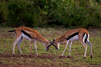 Thompson's Gazelle