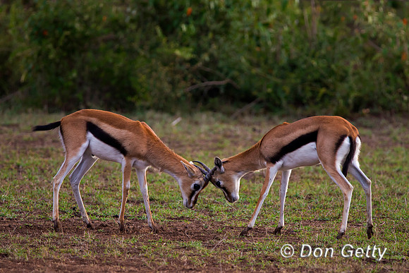 Thompson's Gazelle