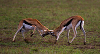 Thompson's Gazelle