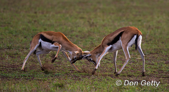 Thompson's Gazelle