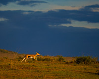 Thompson's Gazelle