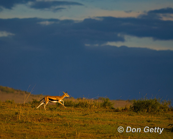 Thompson's Gazelle