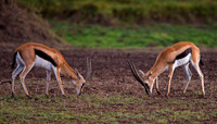 Thompson's Gazelle