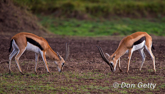 Thompson's Gazelle