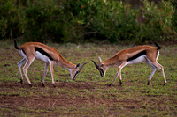 Thompson's Gazelle