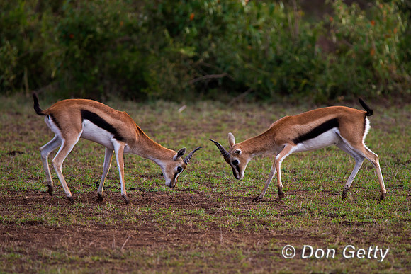 Thompson's Gazelle