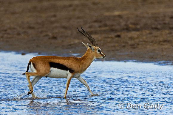 Thompson's Gazelle