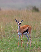 Thompson's Gazelle