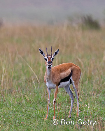 Thompson's Gazelle