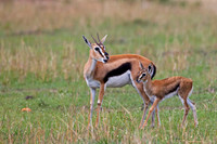 Thompson's Gazelle