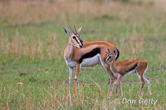 Thompson's Gazelle