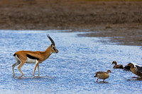 Thompson's Gazelle