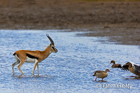 Thompson's Gazelle