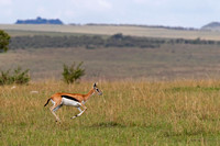 Thompson's Gazelle