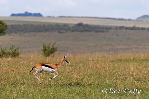 Thompson's Gazelle