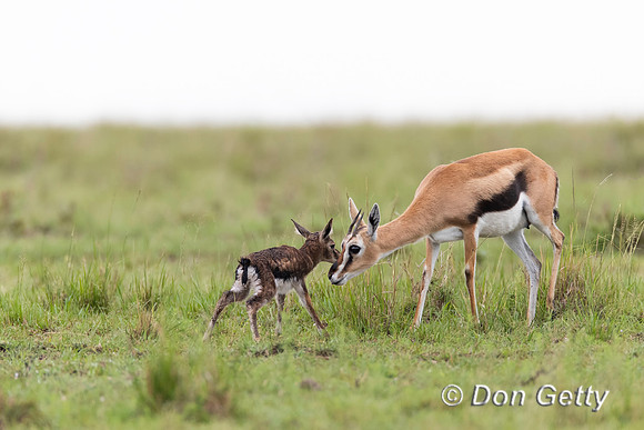 Thompson's Gazelle