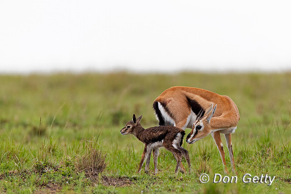 Thompson's Gazelle