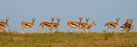 Thompson's Gazelle