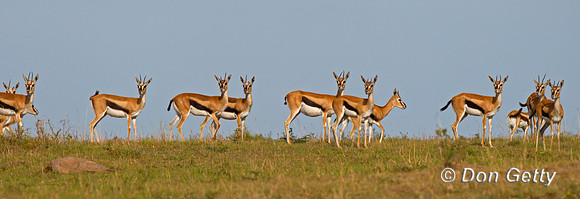 Thompson's Gazelle