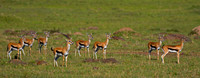 Thompson's Gazelle