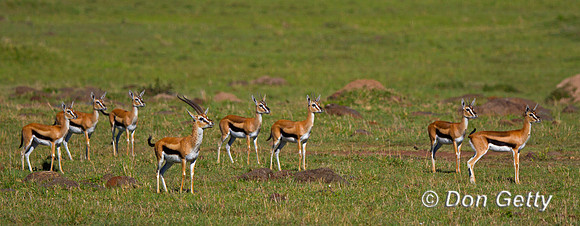 Thompson's Gazelle