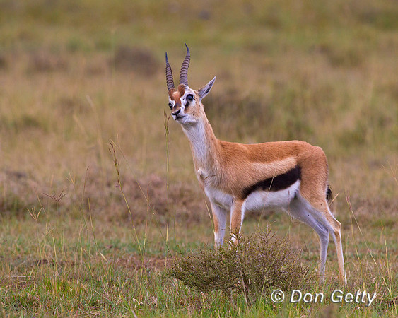Thompson's Gazelle