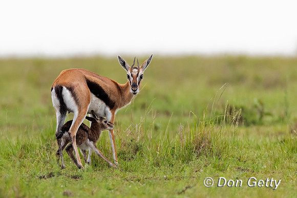Thompson's Gazelle