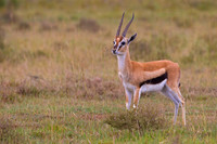 Thompson's Gazelle