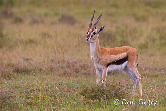 Thompson's Gazelle