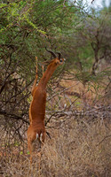 Gerenuk