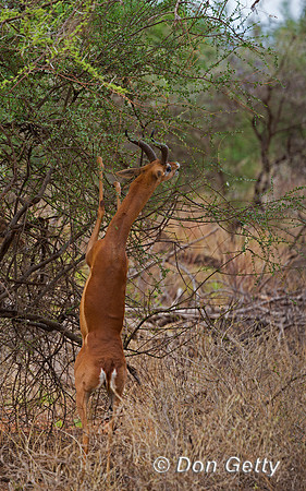 Gerenuk