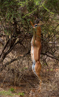 Gerenuk
