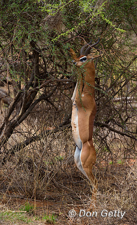 Gerenuk
