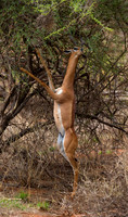 Gerenuk