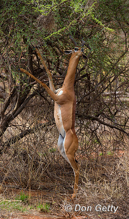 Gerenuk