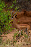 Gerenuk